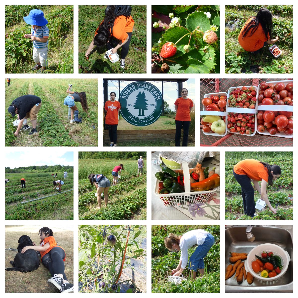 Berry Picking at Rideau Pines Farms